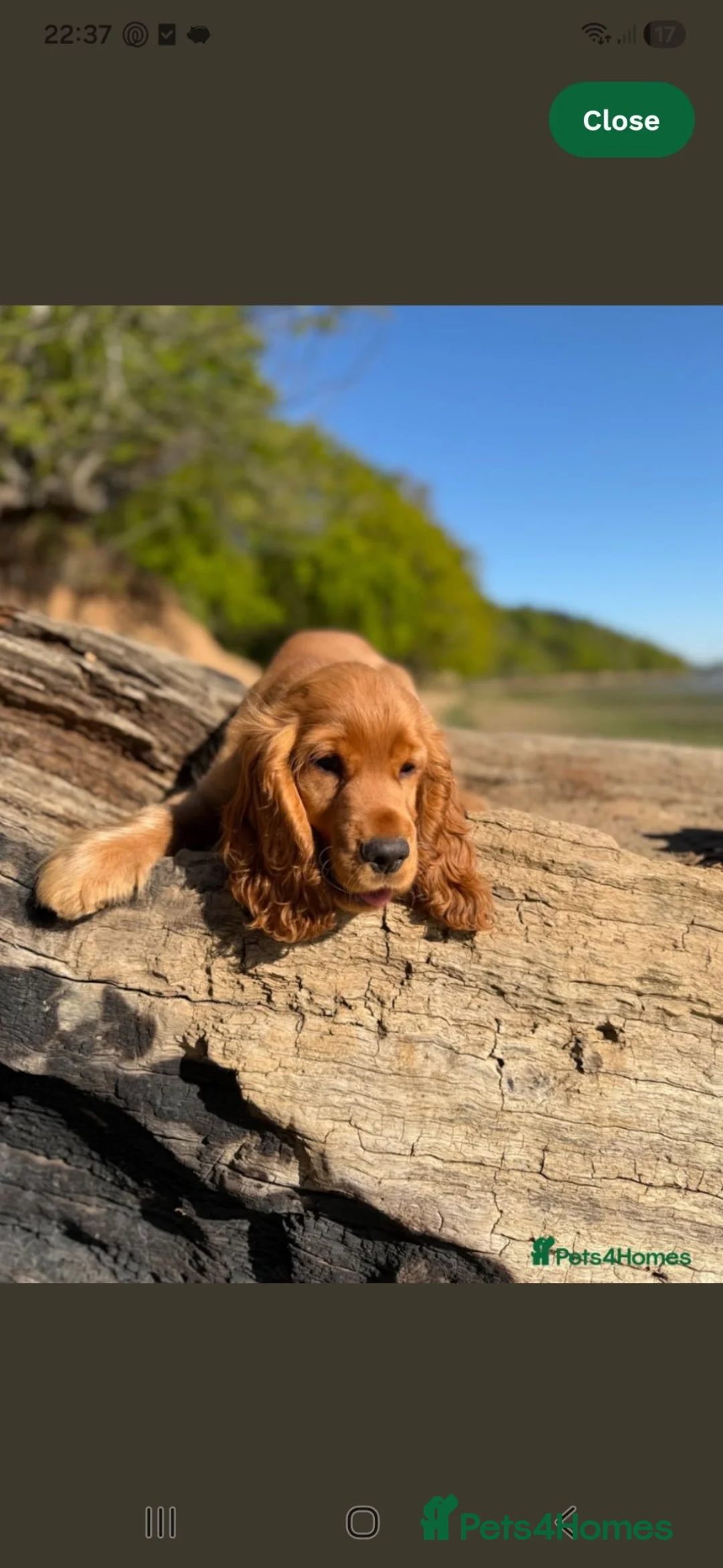 Cocker Spaniel dogs for sale: Beautiful KC Show Cocker Spaniel - Advert 8