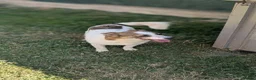 Mixed Breed dogs for adoption: Lizzie for adoption in Leighton Buzzard - Advert 4
