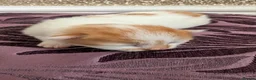 Mixed Breed cats for sale: £40 each or 2 for £70 - read description :) in Liverpool - Advert 2