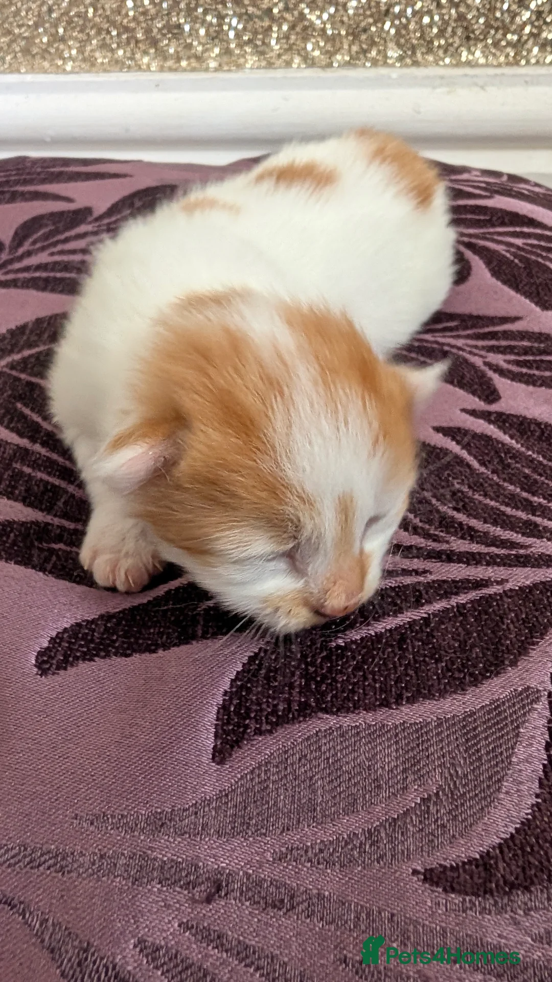 Mixed Breed cats for sale: £40 each or 2 for £70 - read description :) in Liverpool - Advert 2