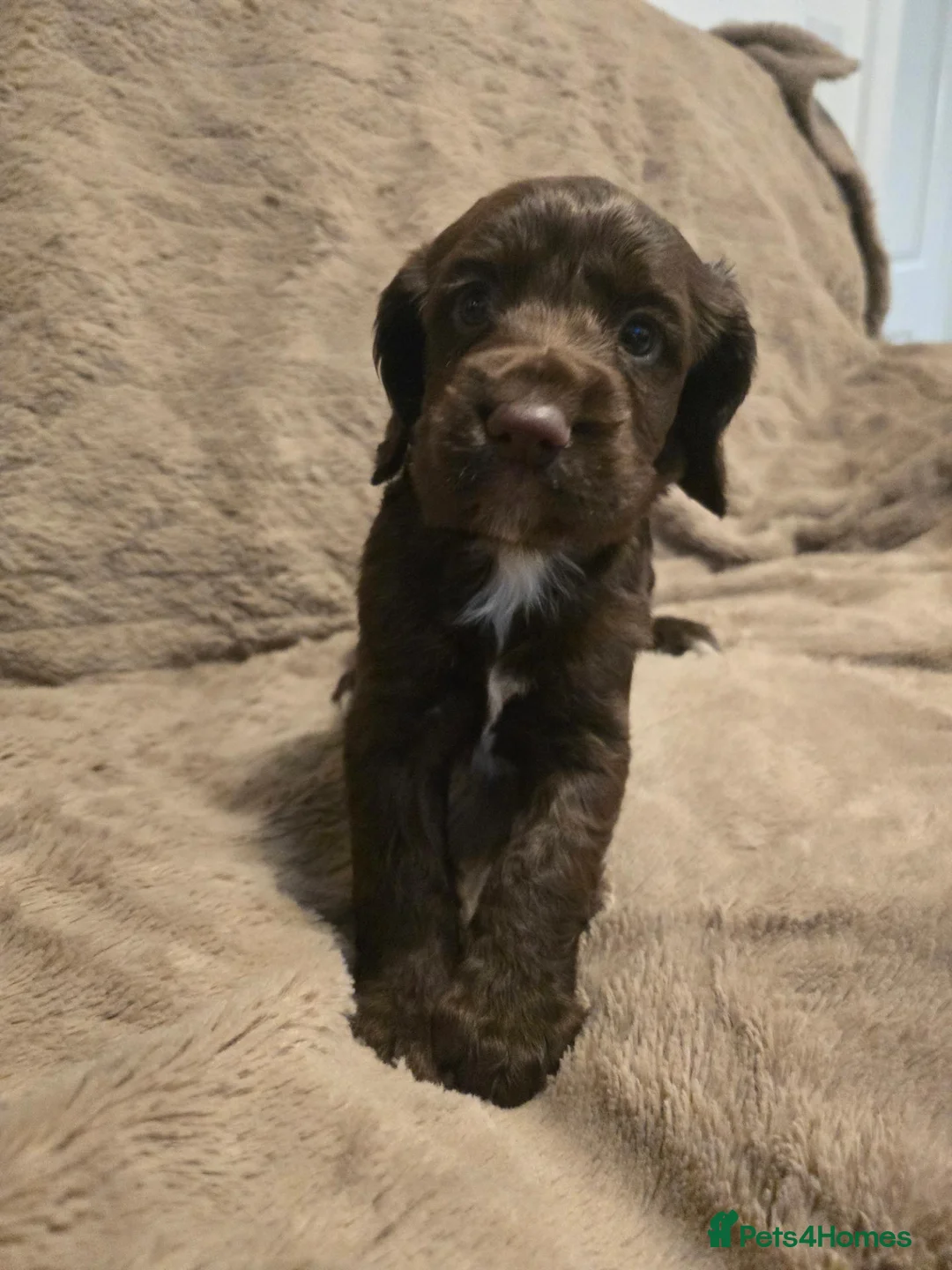 Cocker Spaniel dogs for sale: 4 stunning cocker spaniels in Warrington - Advert 13