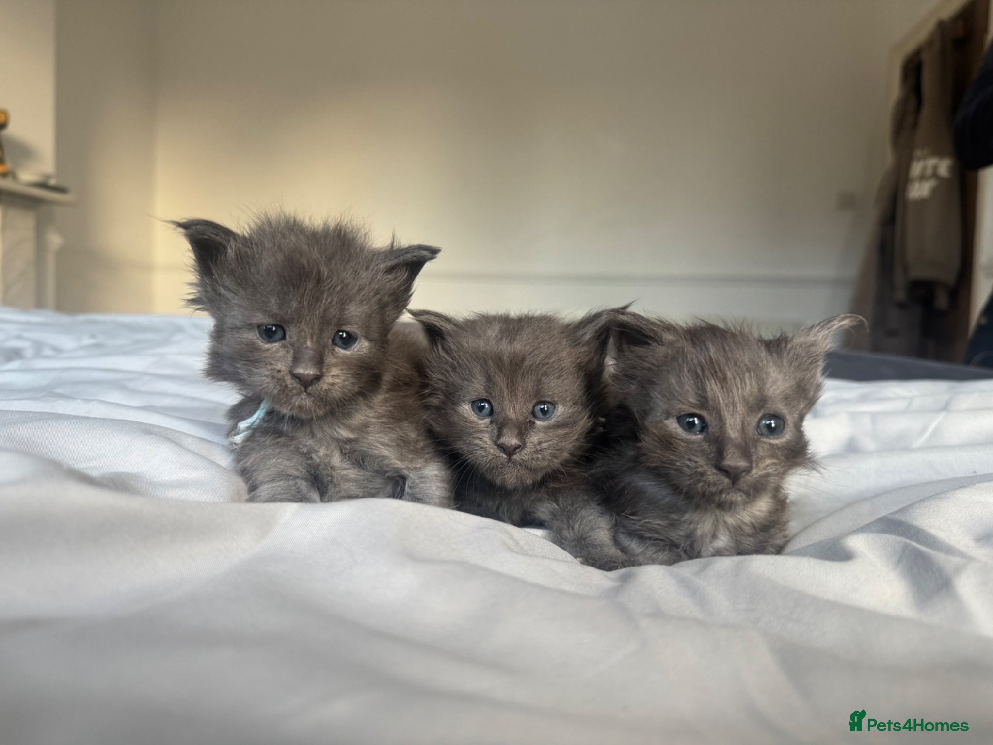 Maine Coon cats TICA Black&Blue Smoke Maine Coons - Advert 6