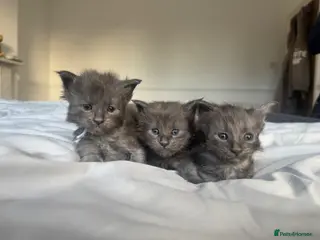 Maine Coon cats TICA Black&Blue Smoke Maine Coons - Advert 6