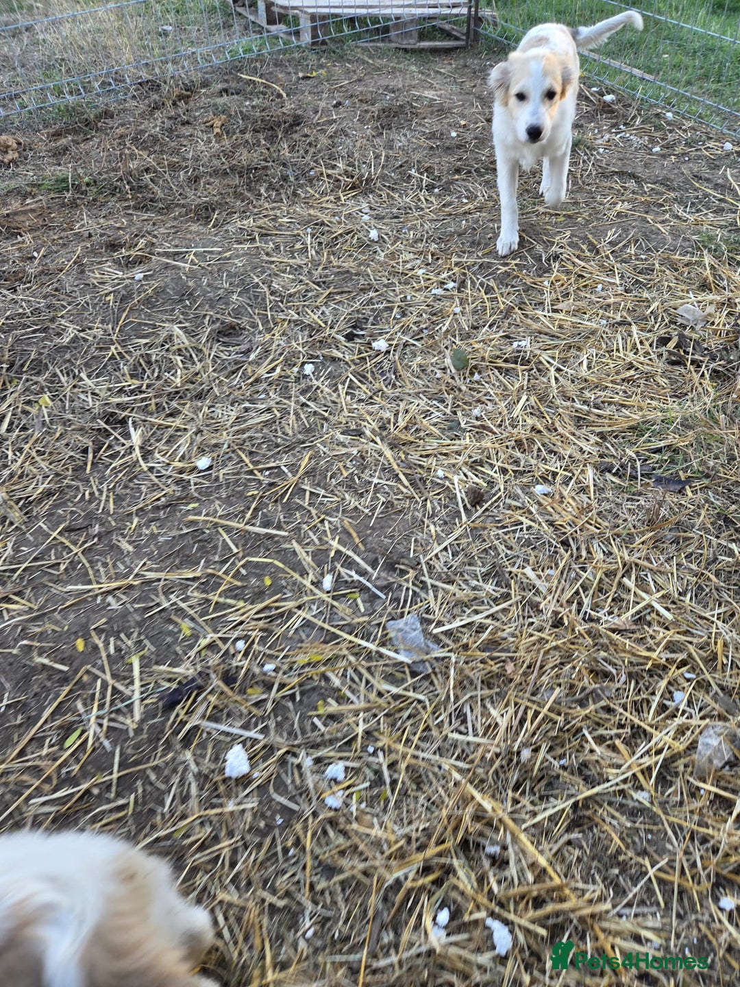 Mixed Breed dogs for adoption: Kira - Sweet, Gentle & Ready for Her Loving Family - Advert 3