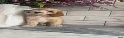 Cavapoo dogs for sale: Cavapoo boys and girls  in Ellesmere Port - Advert 8