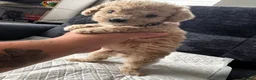 Cavapoo dogs for sale: F1B Cavapoo  - Advert 2