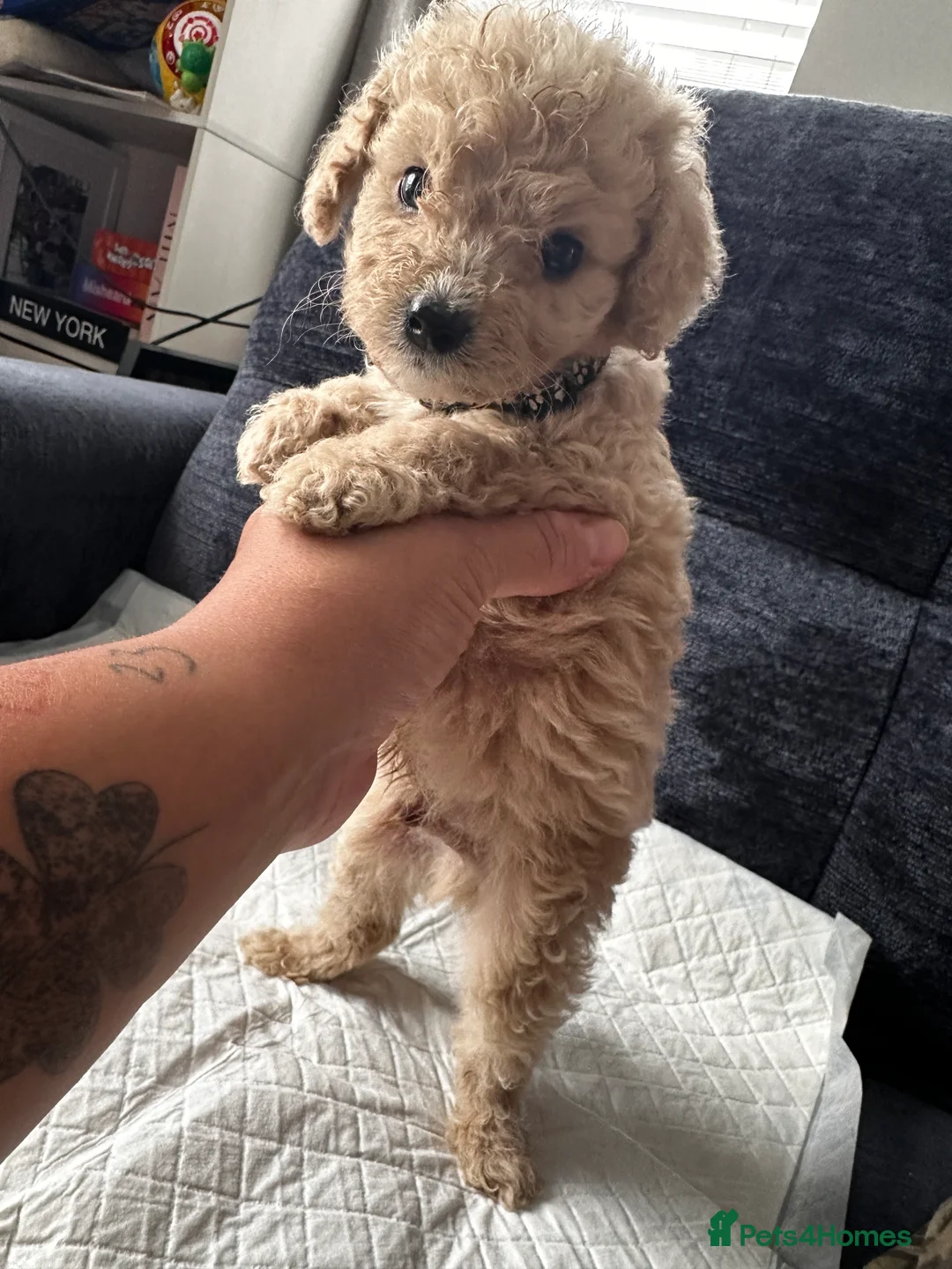 Cavapoo dogs for sale: F1B Cavapoo  - Advert 2