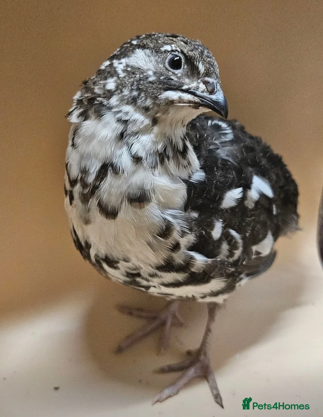 Quail poultry for sale: Coturnix Quail very rare progressive pied  - Advert 1