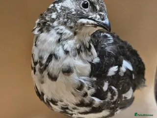 Quail poultry Coturnix Quail very rare progressive pied - Advert 1