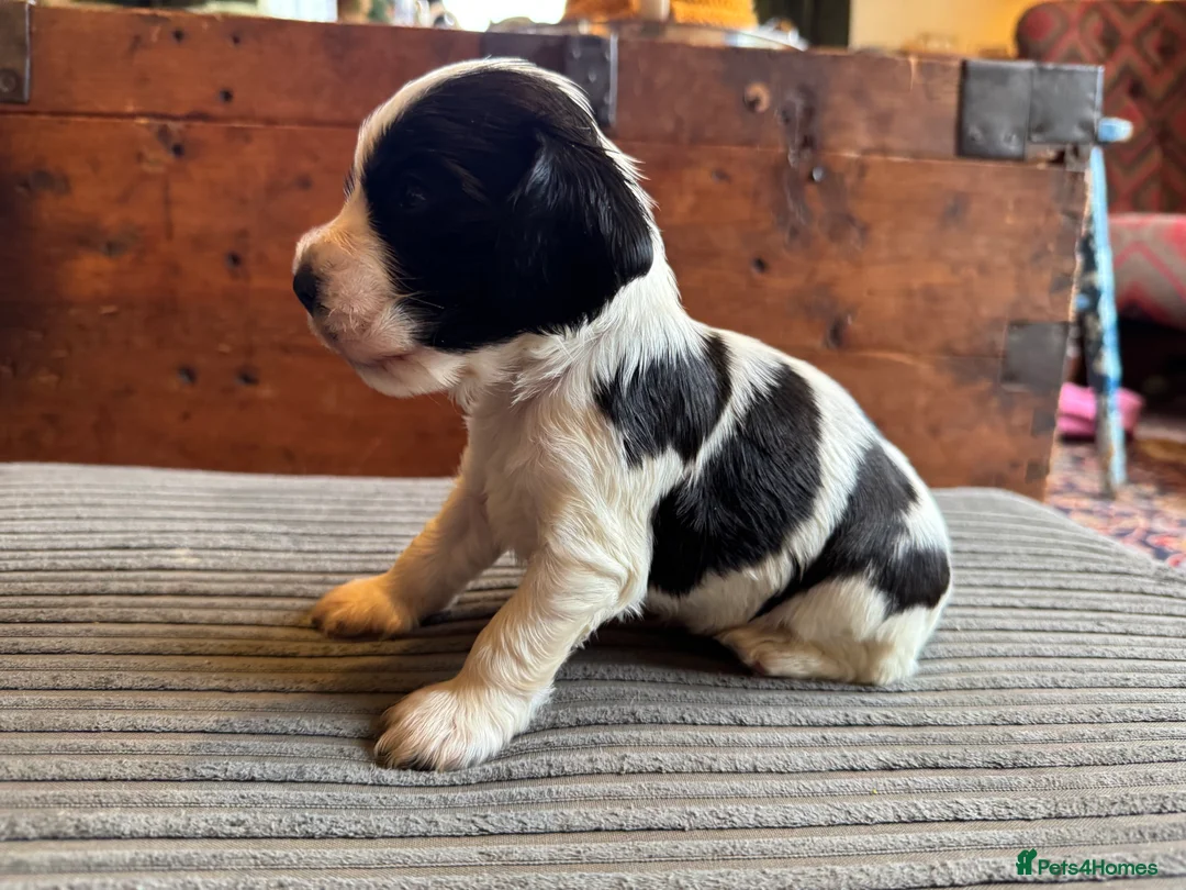 Cocker Spaniel dogs for sale: Cocker Spaniel (show type) puppies  - Advert 4