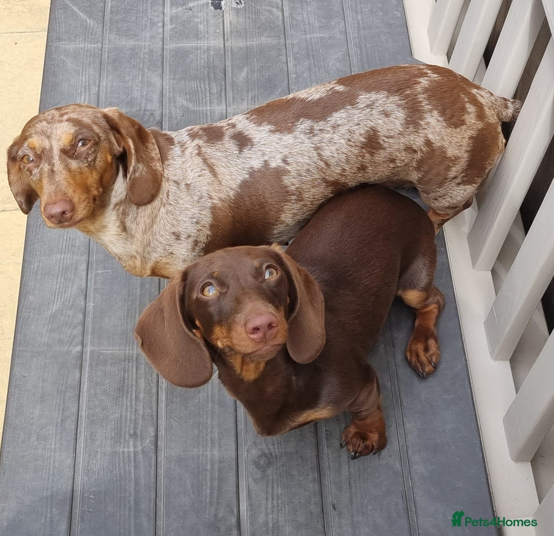 Miniature Dachshund dogs for sale: Beautiful Miniature Smooth Girl Mabel - Image 5