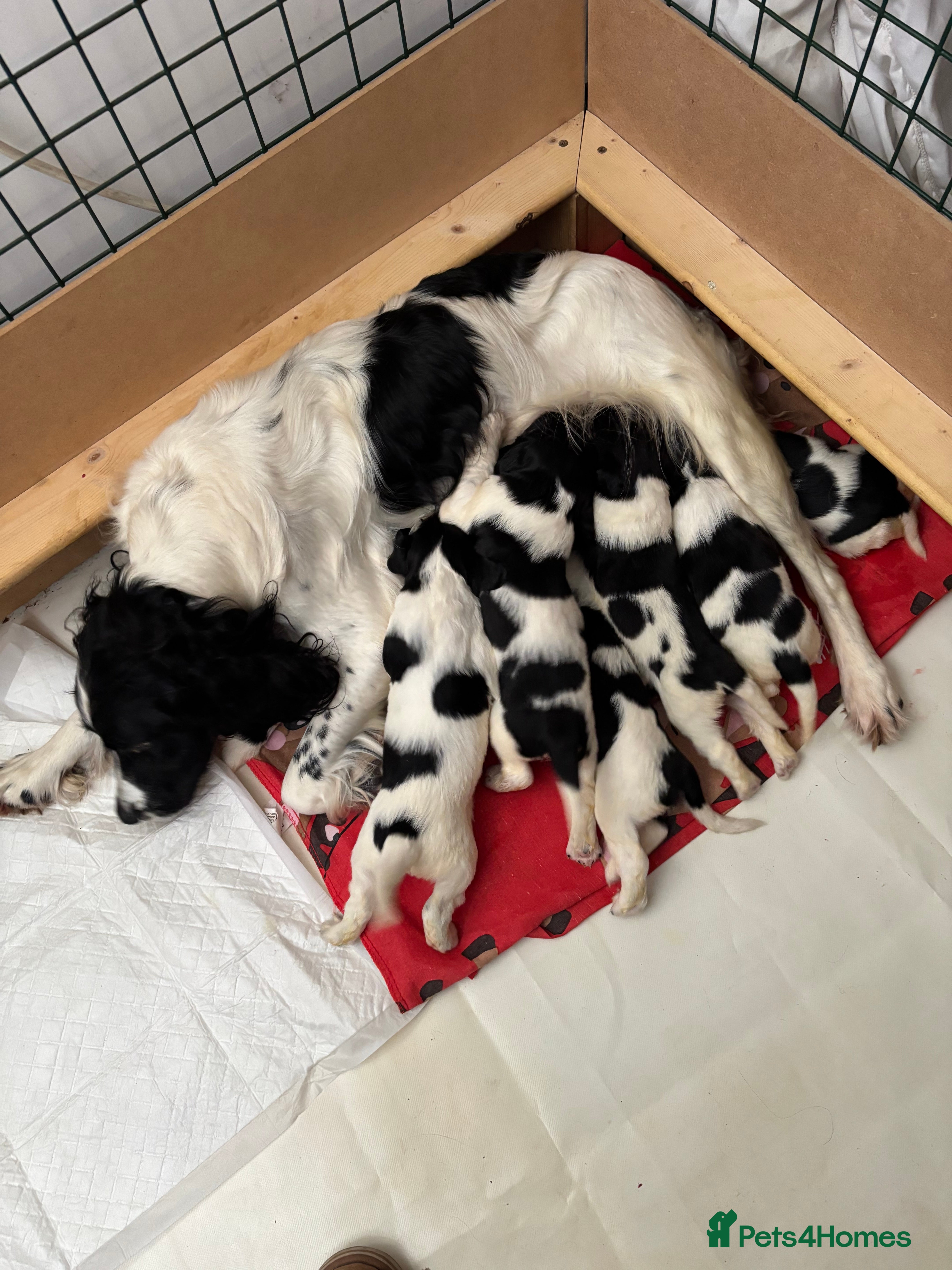 English Springer Spaniel dogs Springer Spaniel Puppies  in Redruth - Advert 2
