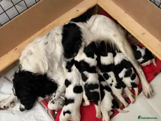 English Springer Spaniel dogs Springer Spaniel Puppies in Redruth - Advert 2