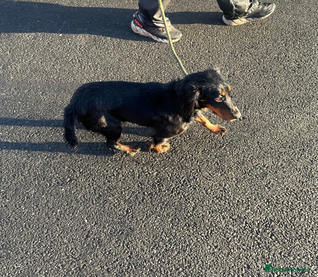 Cocker Spaniel dogs for sale: Kc reg 1 year old cocker spaniel  - Advert 3