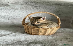 Bengal cats for sale: Stunning bengal kittens for sale to loving home - Image 6