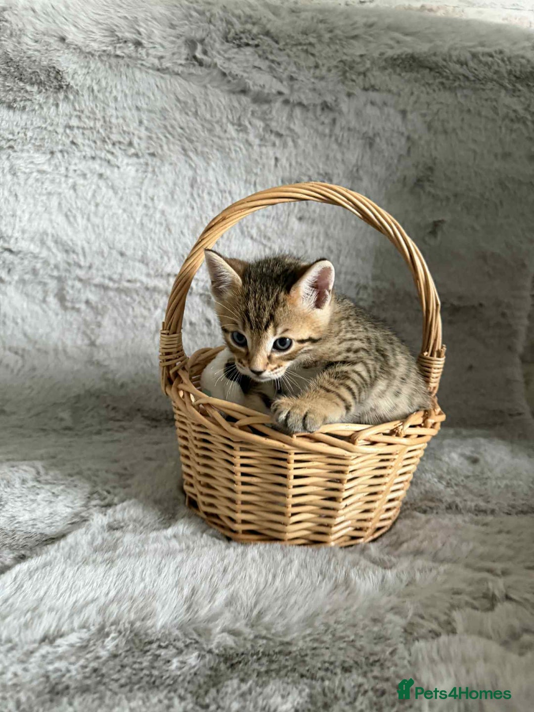 Bengal cats for sale: Stunning bengal kittens for sale to loving home - Image 6