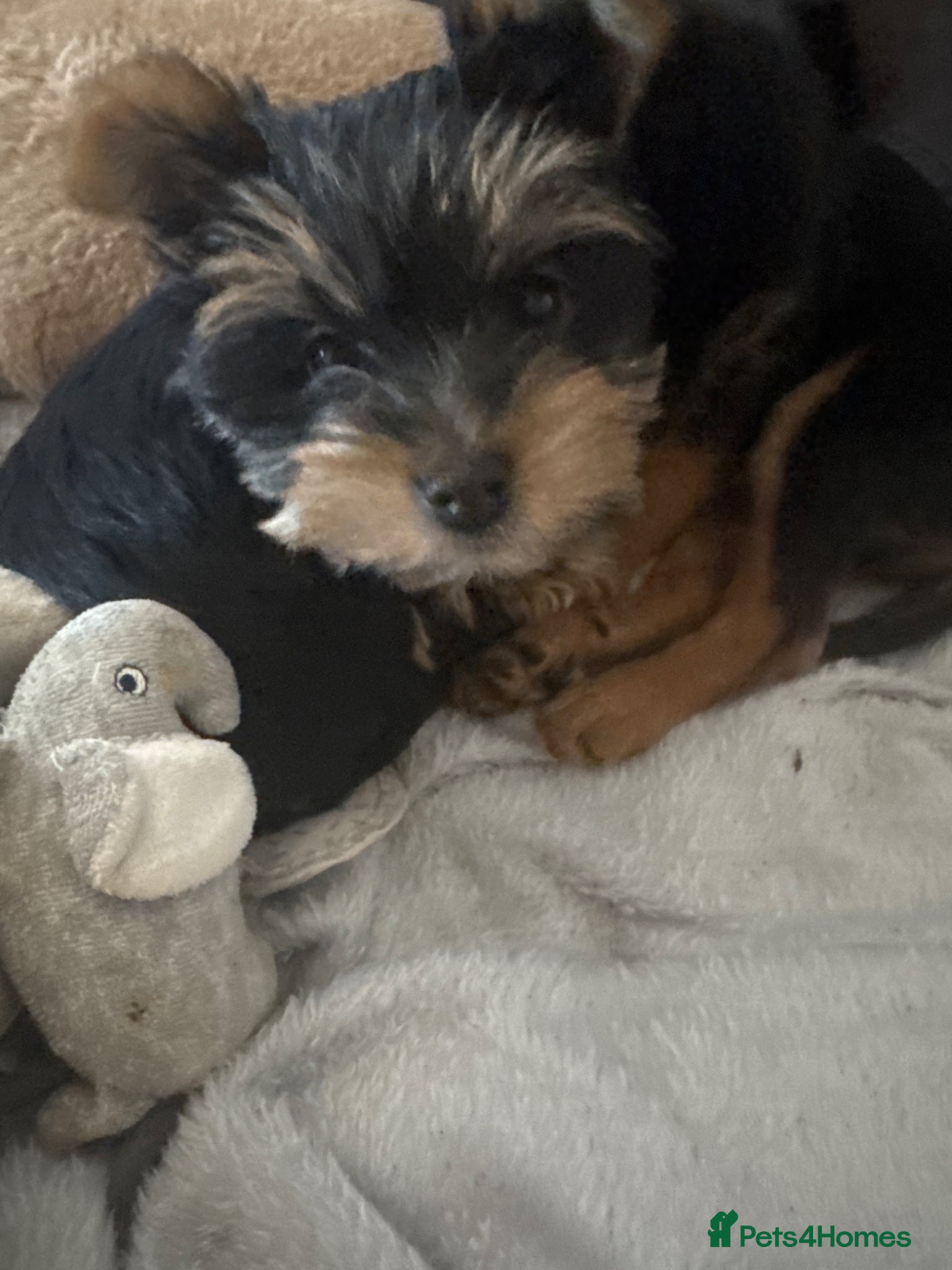 Yorkshire Terrier dogs Yorkshire terrier boy - Advert 16