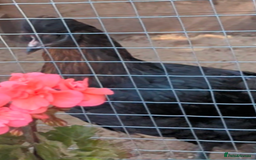 Chickens poultry for sale: 3 gorgeous hybrid hens - Image 7