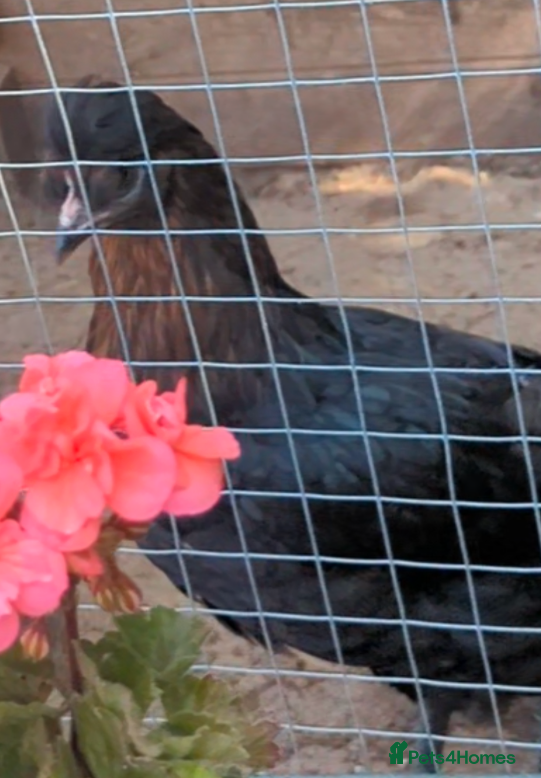 Chickens poultry for sale: 3 gorgeous hybrid hens - Image 7