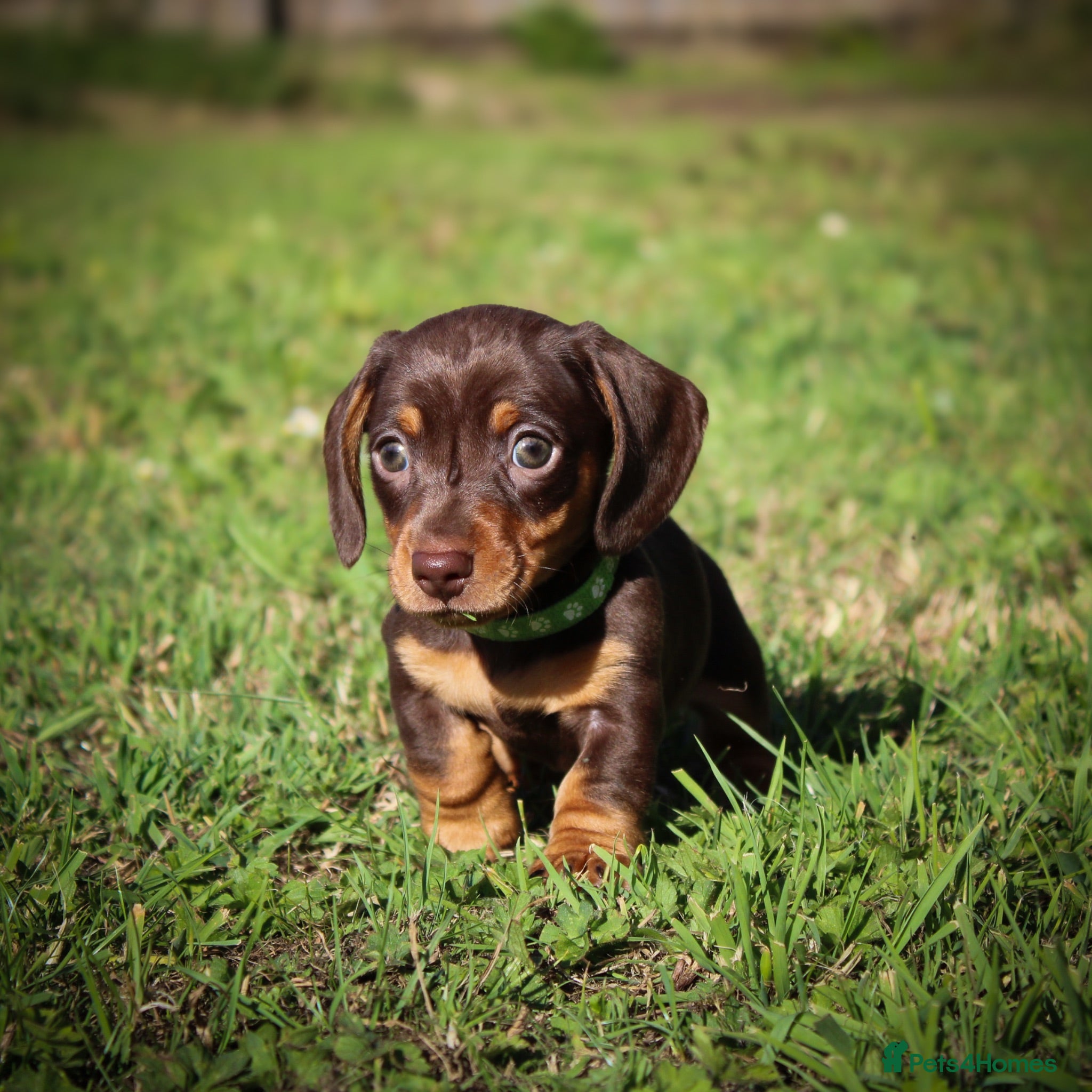 Miniature Dachshund dogs Outstanding Miniature Dachshund Pups - Advert 2