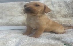 Labrador Retriever dogs for sale: 8 Kennel club reg  health tested chunky Labradors  - Image 23