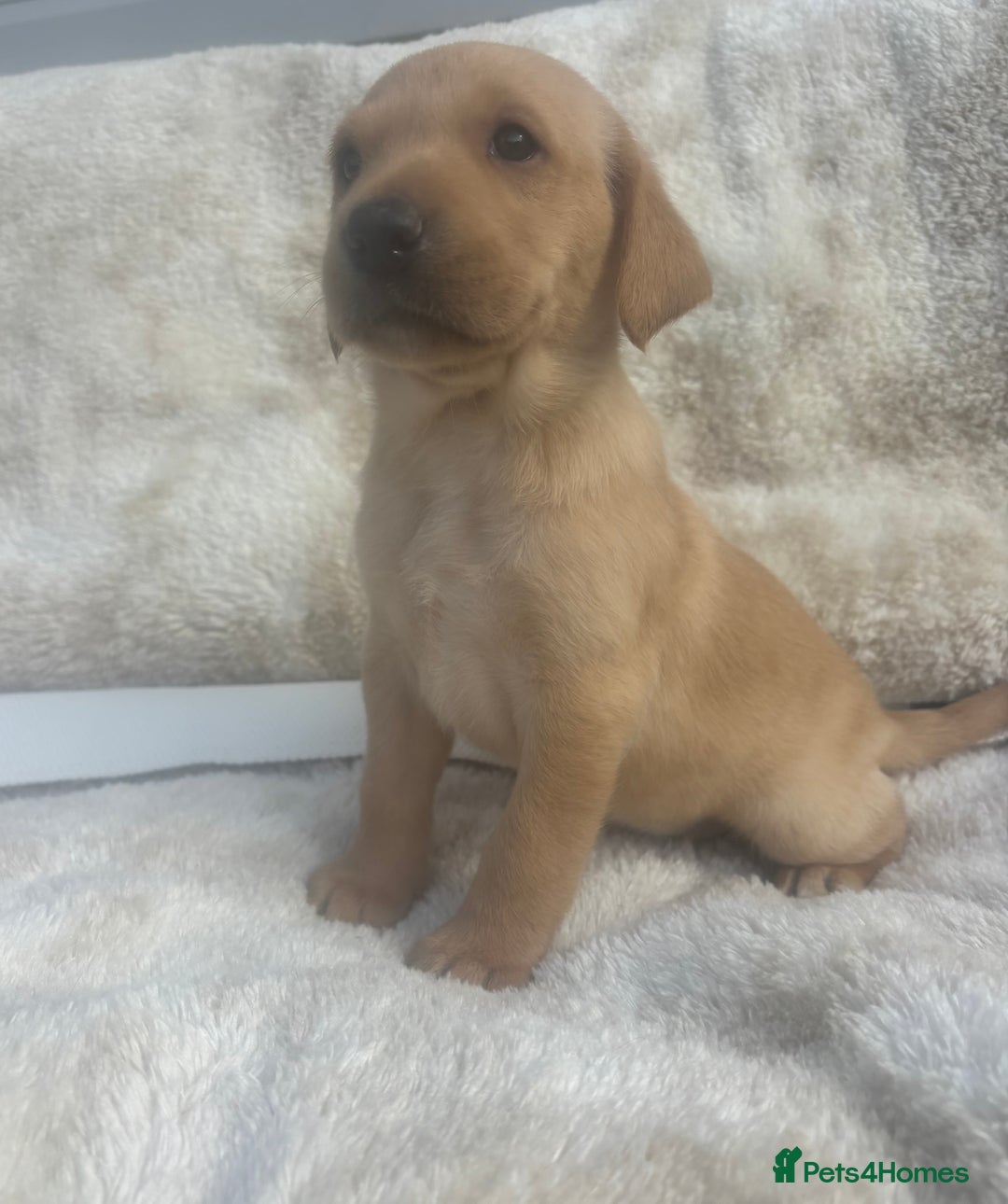 Labrador Retriever dogs for sale: 8 Kennel club reg  health tested chunky Labradors  - Image 23