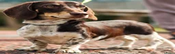 Miniature Dachshund dogs for sale: KC Registered Miniature Dachshund Puppies - Advert 3