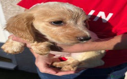 Cocker Spaniel dogs for sale: ⭐️Cocker spaniel puppies ready now ⭐️ - Image 14
