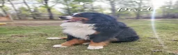 Bernese Mountain Dog dogs for sale: Bernese Mountain Dog Puppies in Leeds - Advert 2