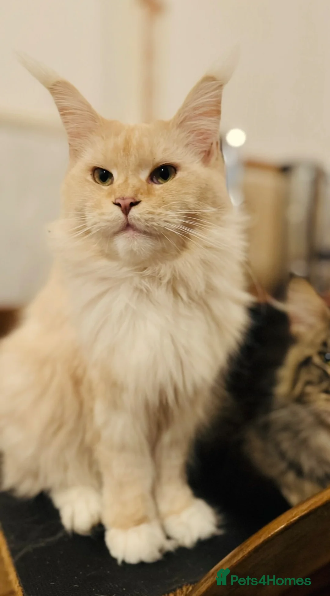 Maine Coon cats for sale: Maine coon kittens  in Newton Stewart - Advert 1