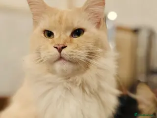 Maine Coon cats Maine coon kittens - Advert 1