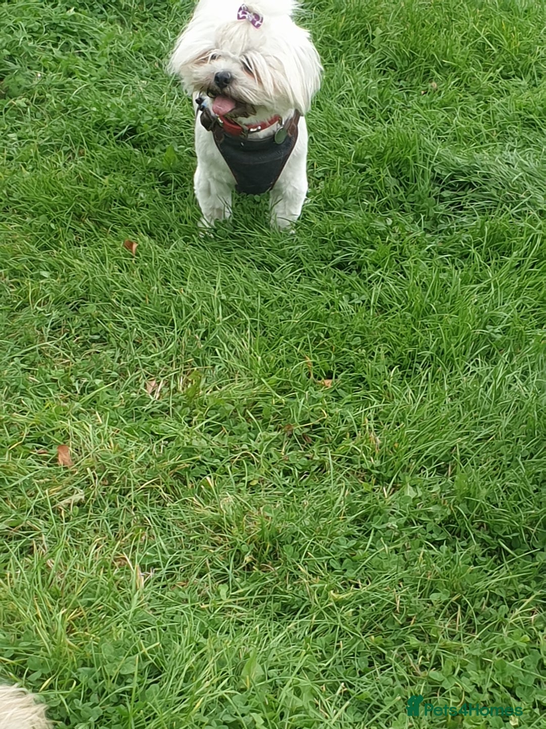 Lhasa Apso dogs for stud: Proven lhasa apso boy for stud in Walsall - Image 7