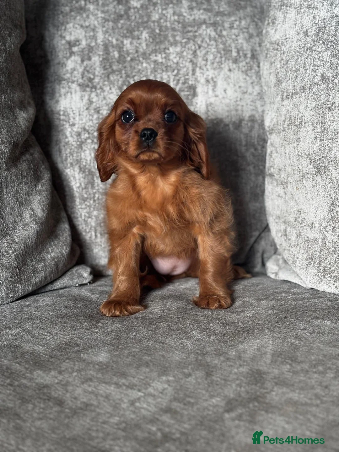 Cavalier King Charles Spaniel dogs for sale: CAVALIER KING CHARLES SPANIELS  - Advert 4