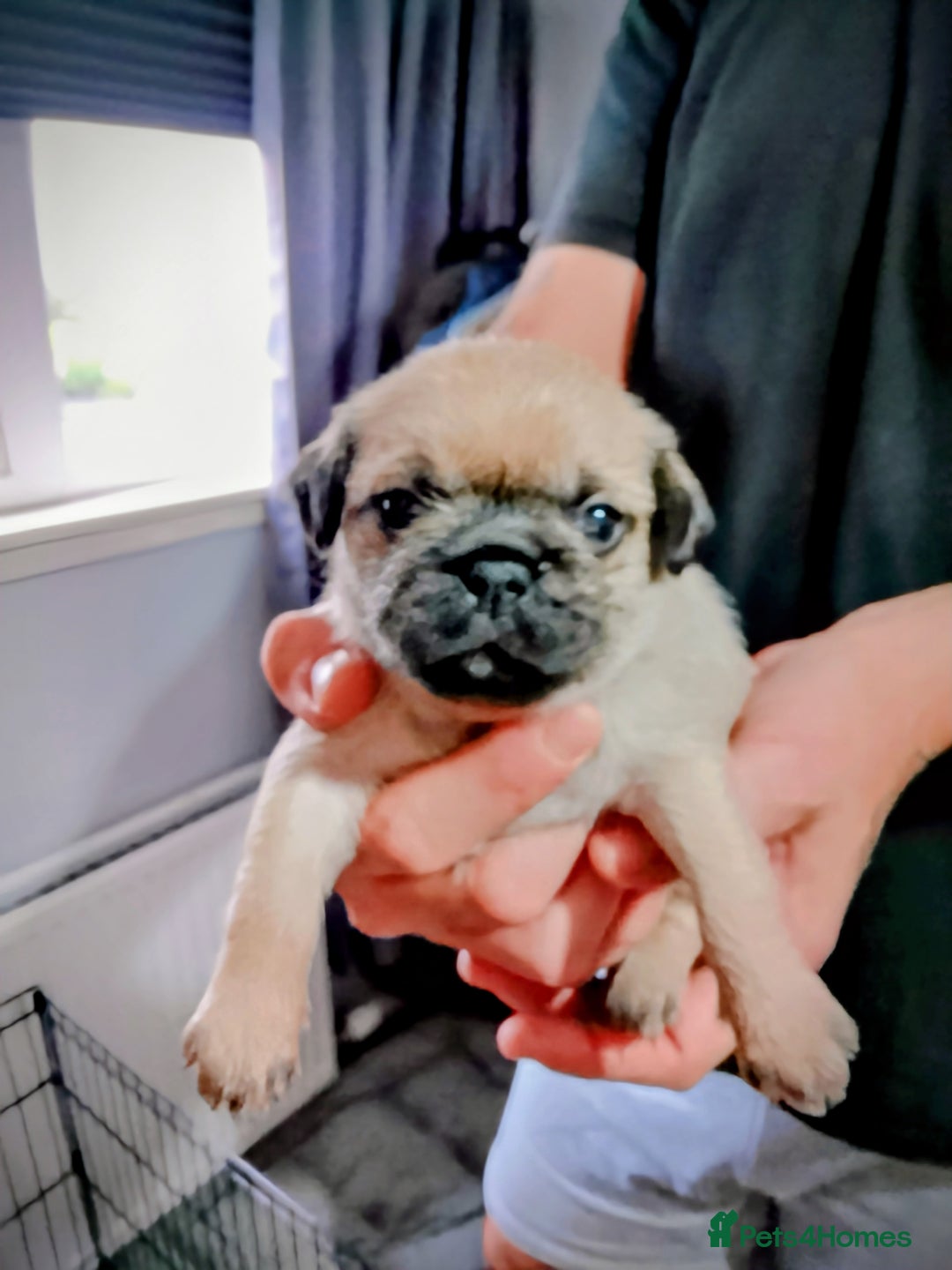 Mixed Breed dogs for sale: 4 beautiful babies  - Image 4