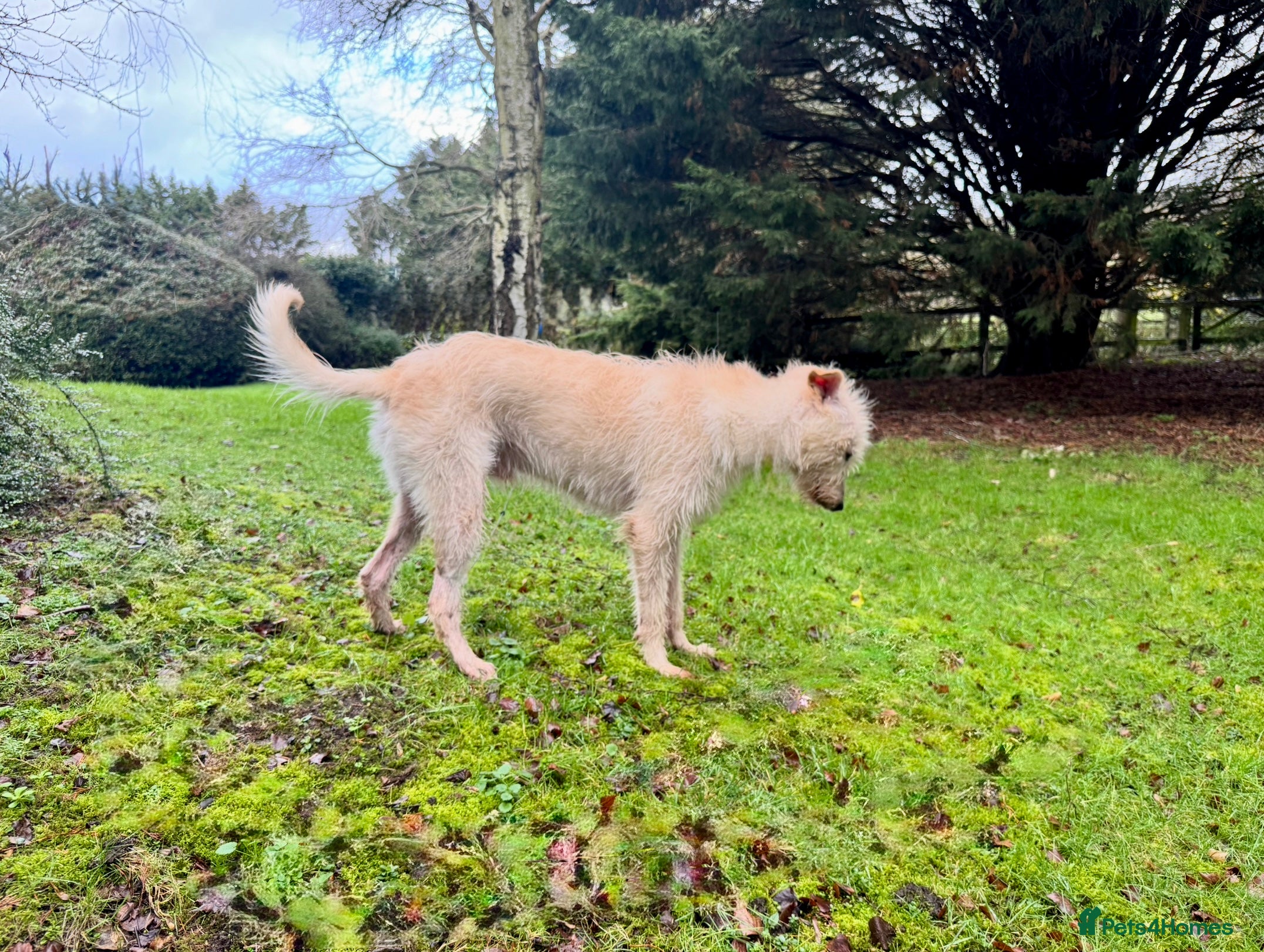 Bedlington Terrier dogs Bedlington Terrier X - Advert 9