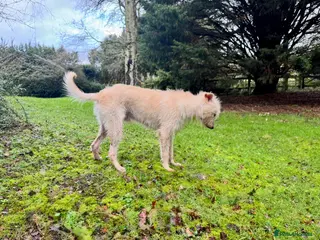 Bedlington Terrier dogs Bedlington Terrier X - Advert 9