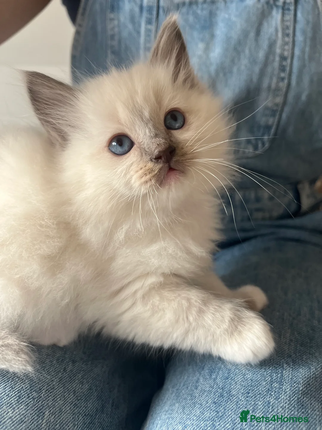 Ragdoll cats for sale: Beautiful Blue Point Ragdoll Kittens - Advert 6
