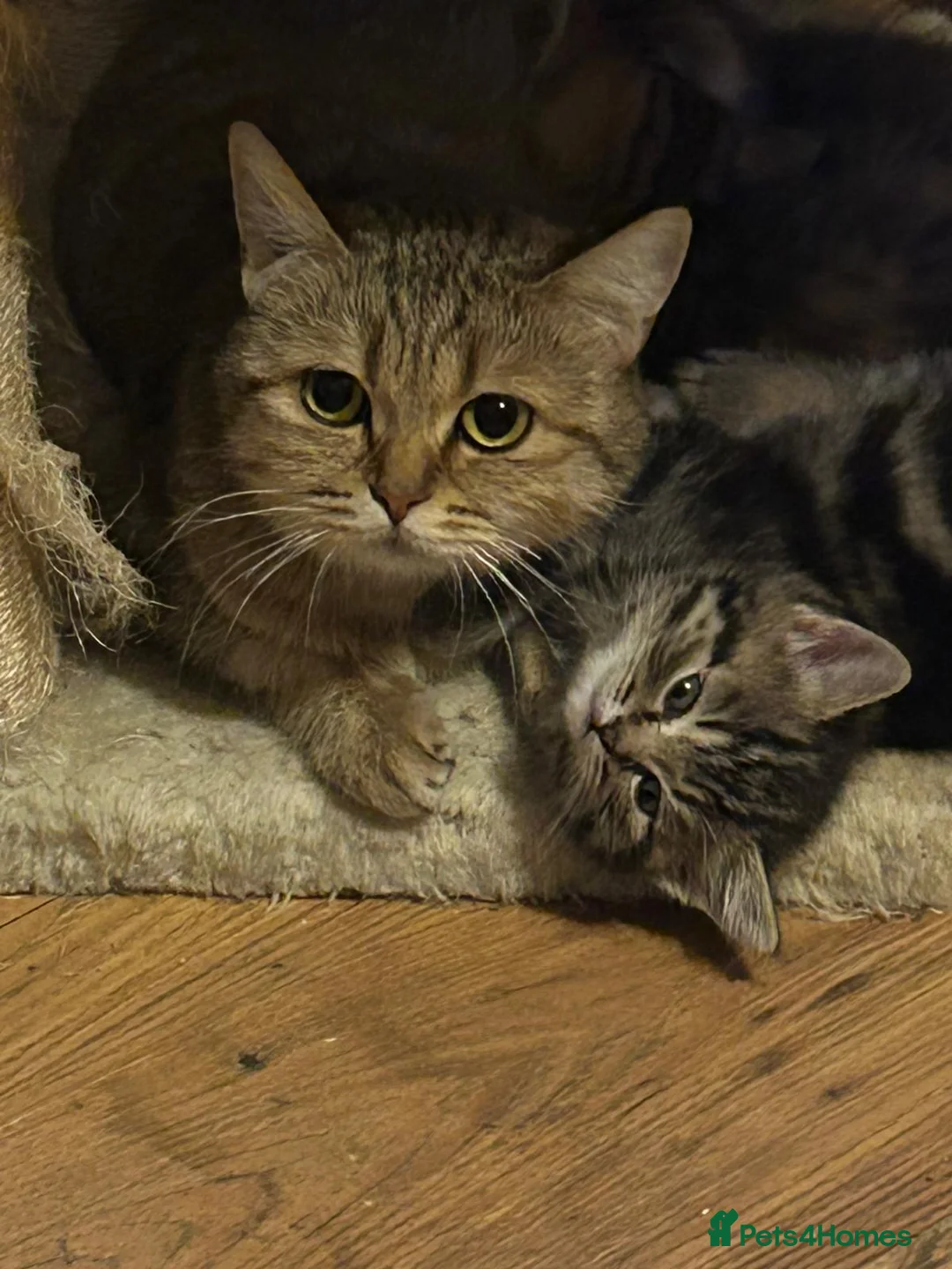 Scottish Fold cats for sale: Scottish straight 2 boys 1 girl  - Advert 2