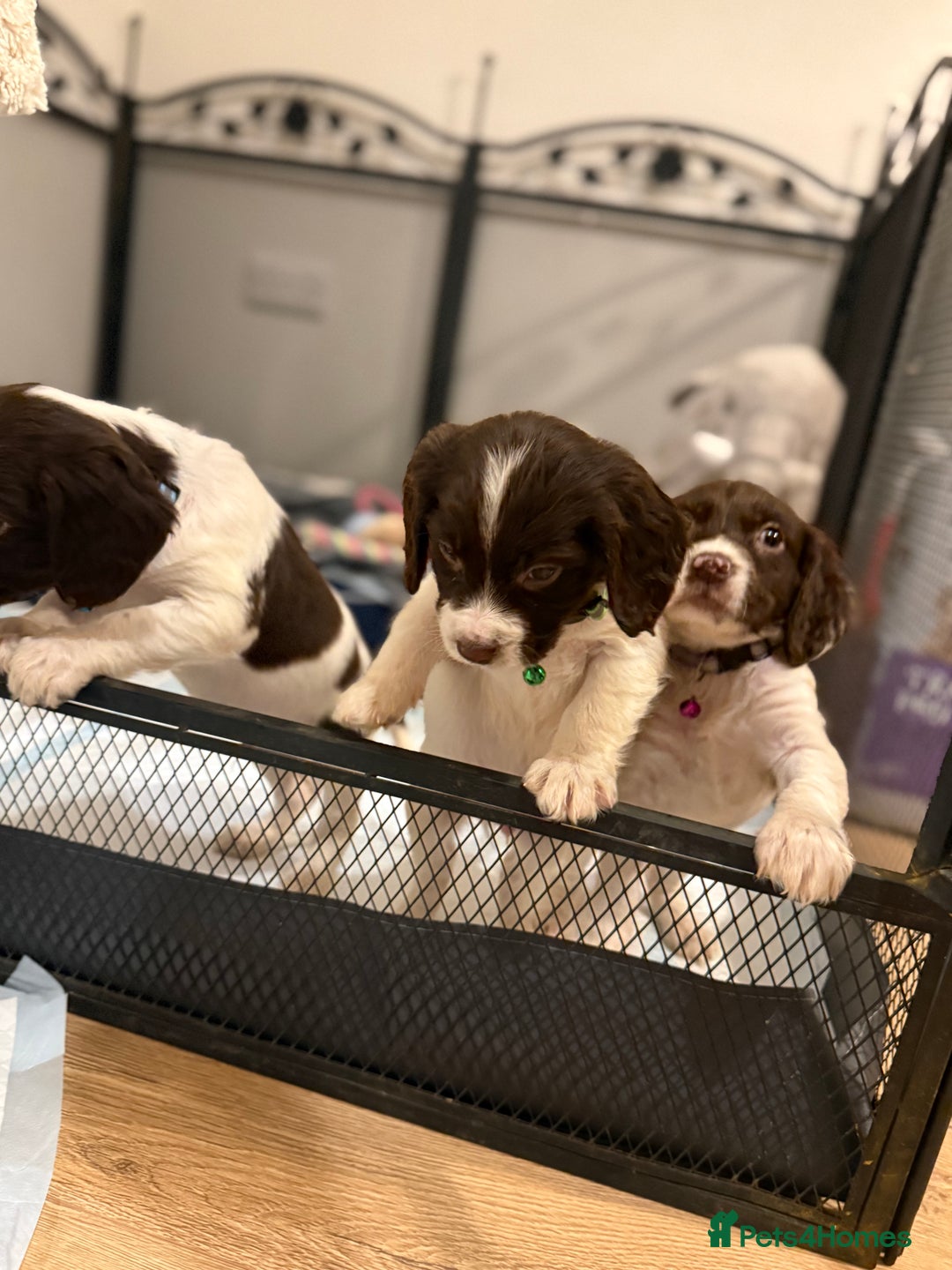 Cocker Spaniel dogs for sale: Cocker spaniel puppies ready for forever home - Advert 7