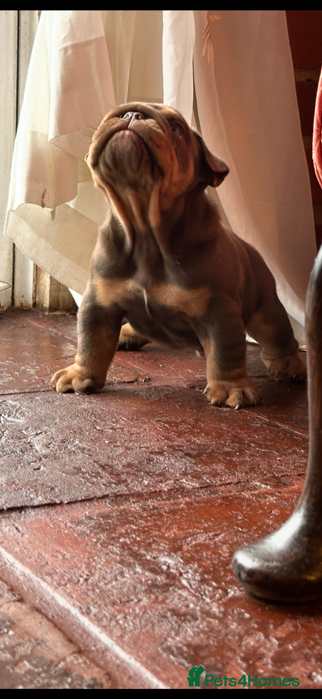 English Bulldog dogs for sale: English bulldogs  - Advert 8