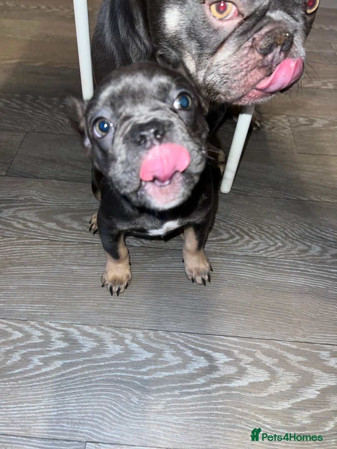 French Bulldog dogs for sale: Adorable Purebred Female French Bulldogs Ready! - Advert 12