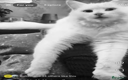 Maine Coon cats for sale: Mainecoon kittens  - Image 2