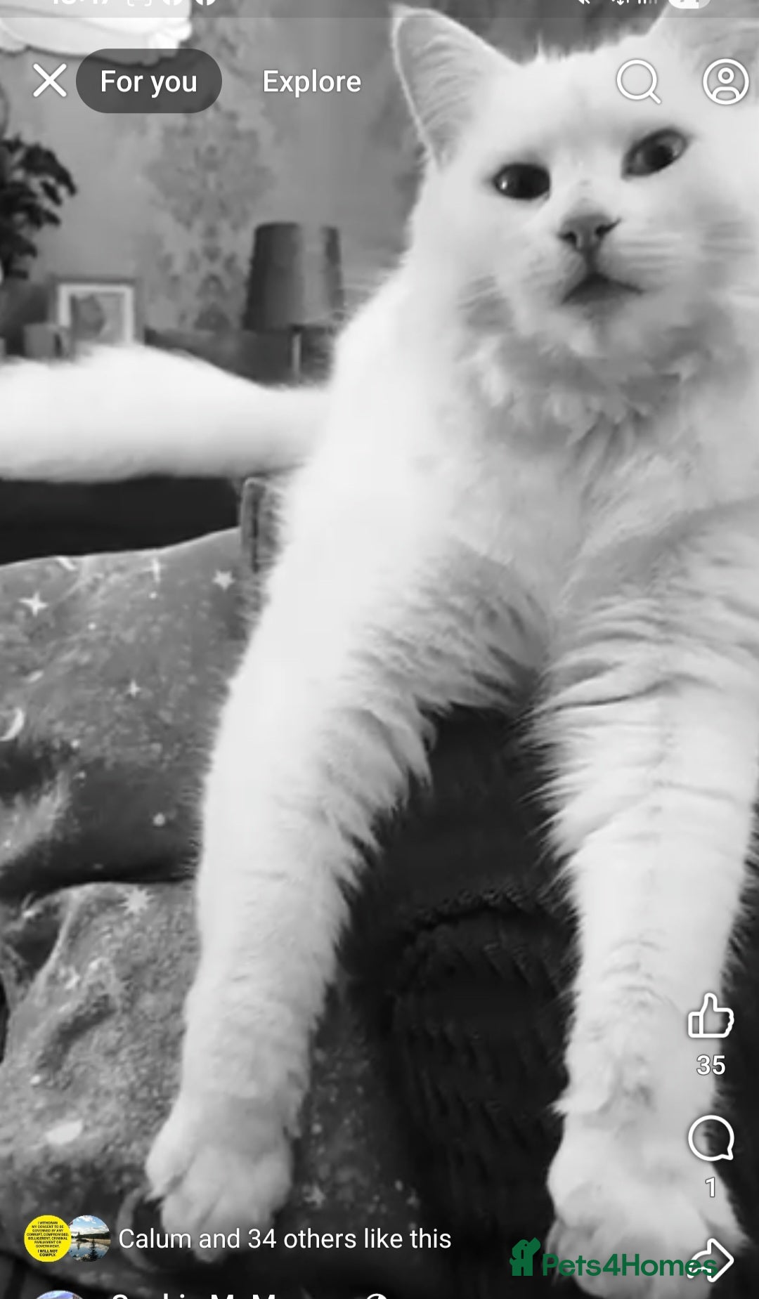 Maine Coon cats for sale: Mainecoon kittens  - Image 2