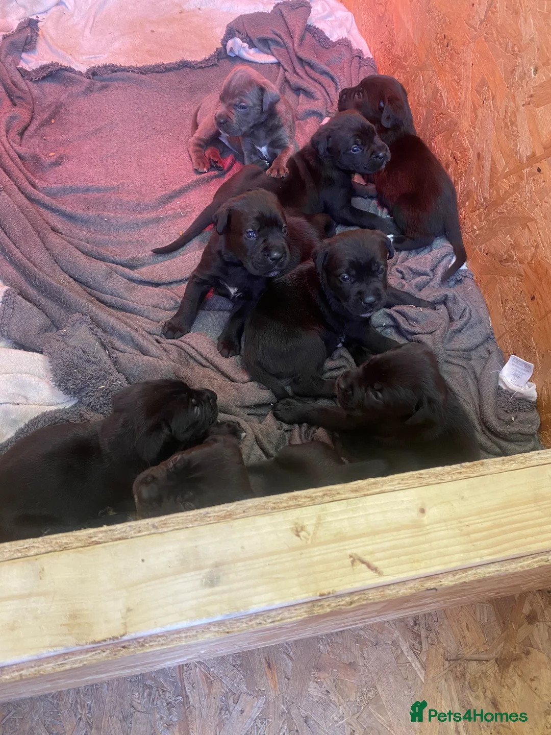 Cane Corso dogs for sale: Full breed cane corso puppies for sale in Coventry - Advert 6