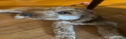 Cockapoo dogs for sale: Meet Teddy – Beautiful 1-Year-Old Cockapoo 🐾 in Romford - Advert 4