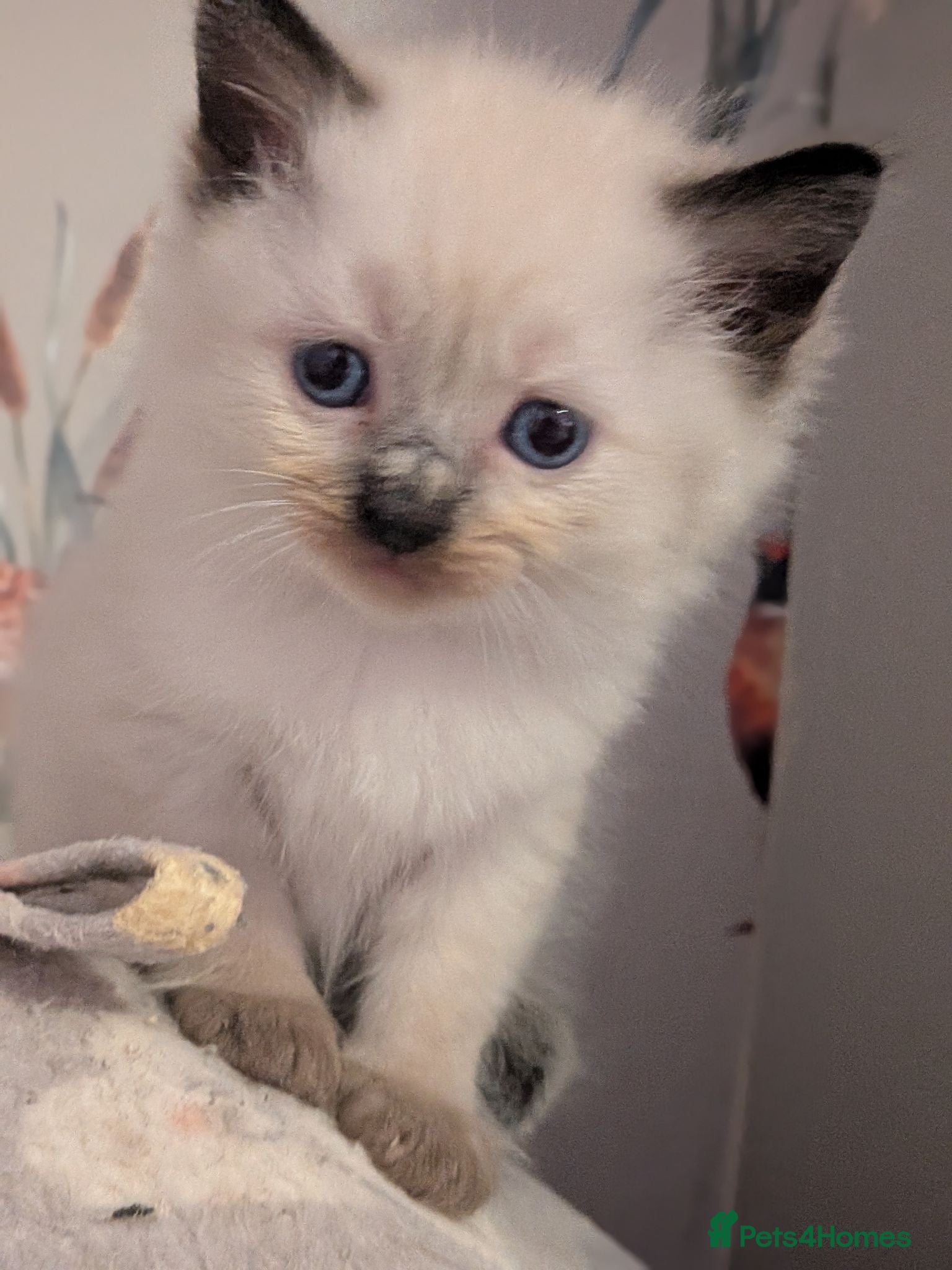 Ragdoll cats ⭐3 beautiful seal point ragdolls 2 girls 1 boy  ⭐ - Advert 15