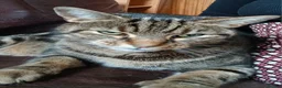 Mixed Breed cats for sale: Male Tabby aged 9 - Advert 9