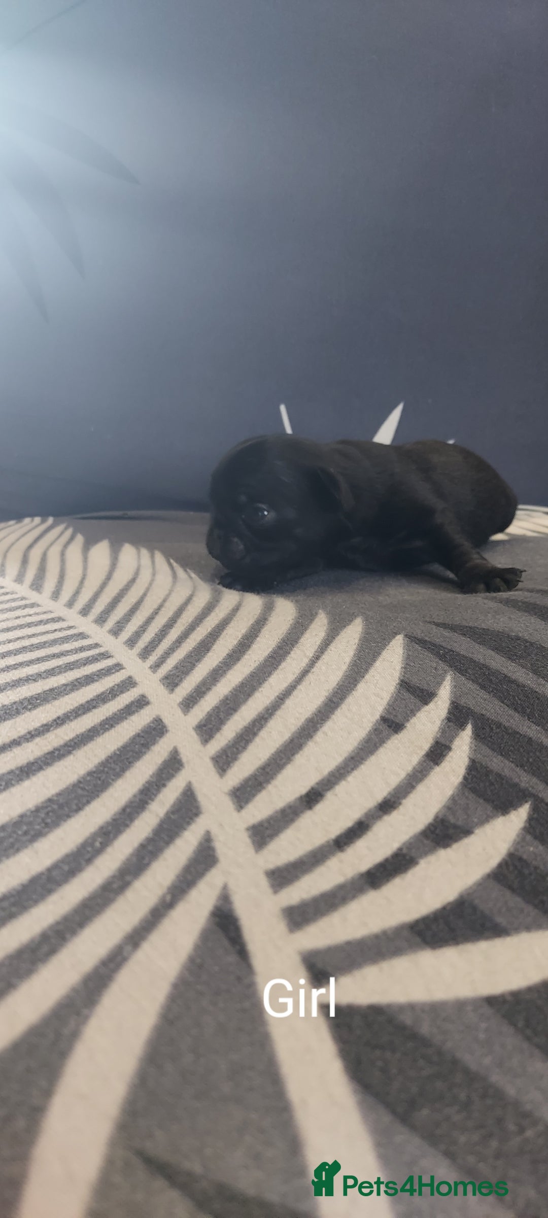 Pug dogs for sale: Pug puppies for sale  - Image 4