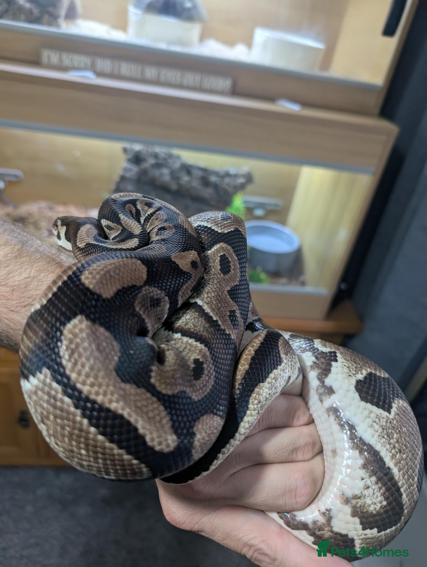 Python Snake reptiles ball python  - Advert 1