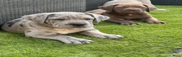 Bandog dogs for sale: Cane Corso Merle Puppies – Loving Gentle Giants - Advert 11